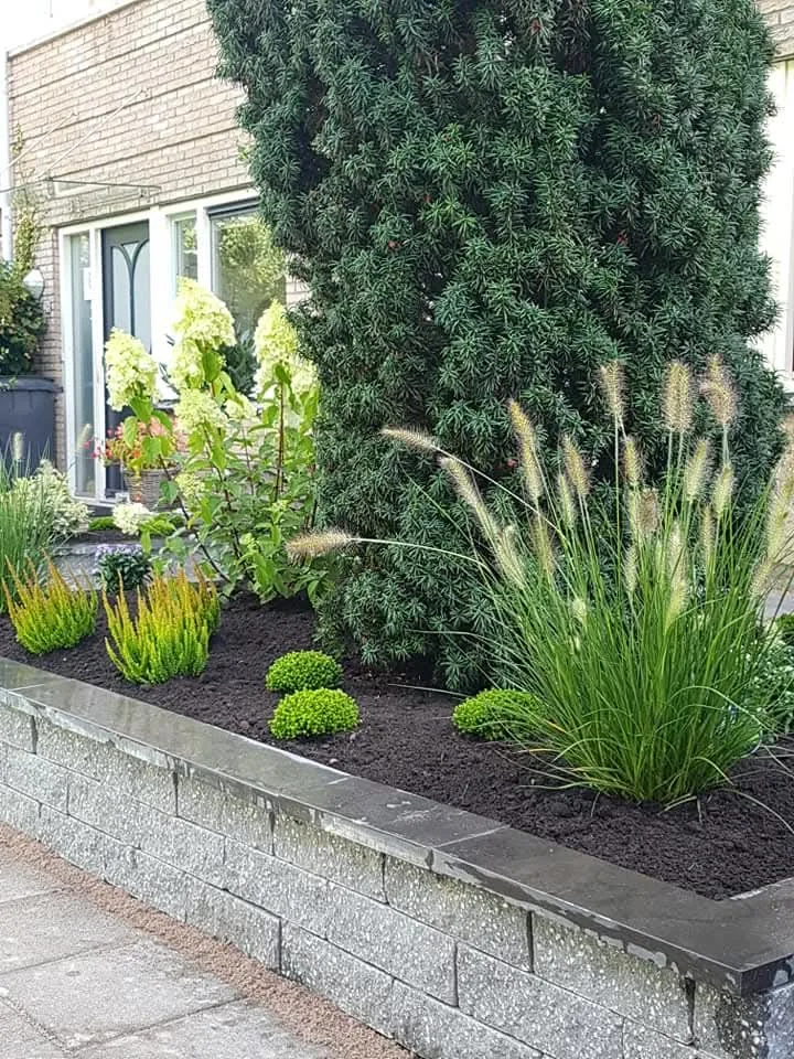 Border met siergrassen, buxusbollen en vaste planten