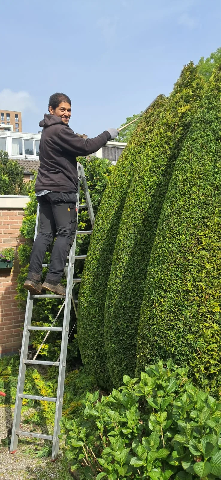 Hovenier snoeit een hoge taxushaag in vorm op een ladder